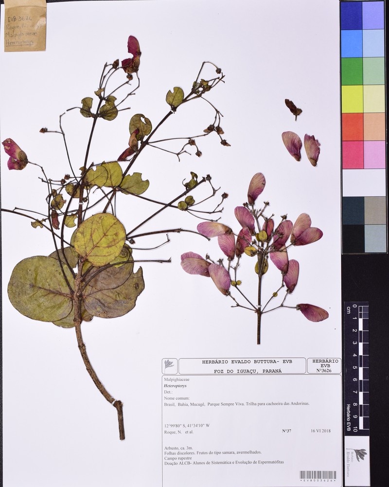 Heteropterys sincorensis