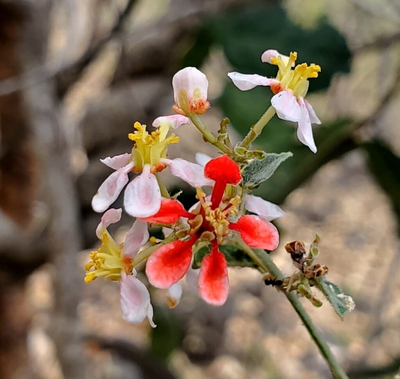 Heteropterys standleyana