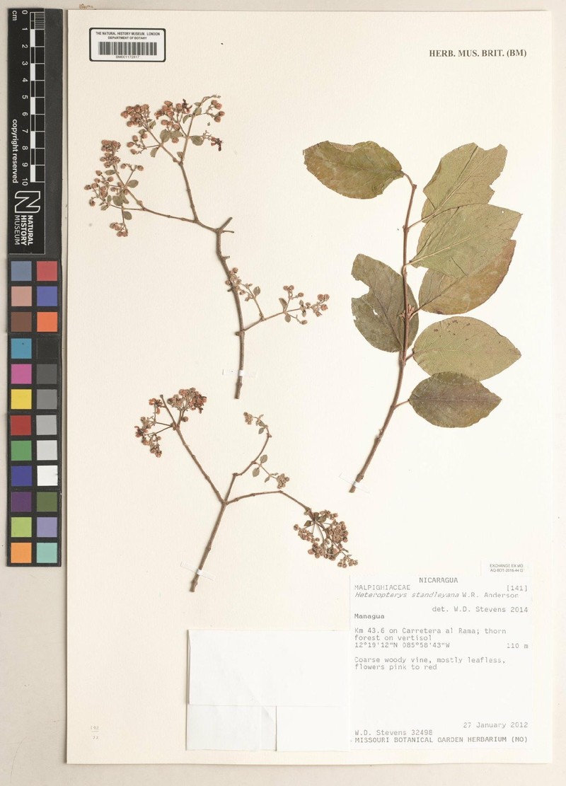 Heteropterys standleyana photo 3