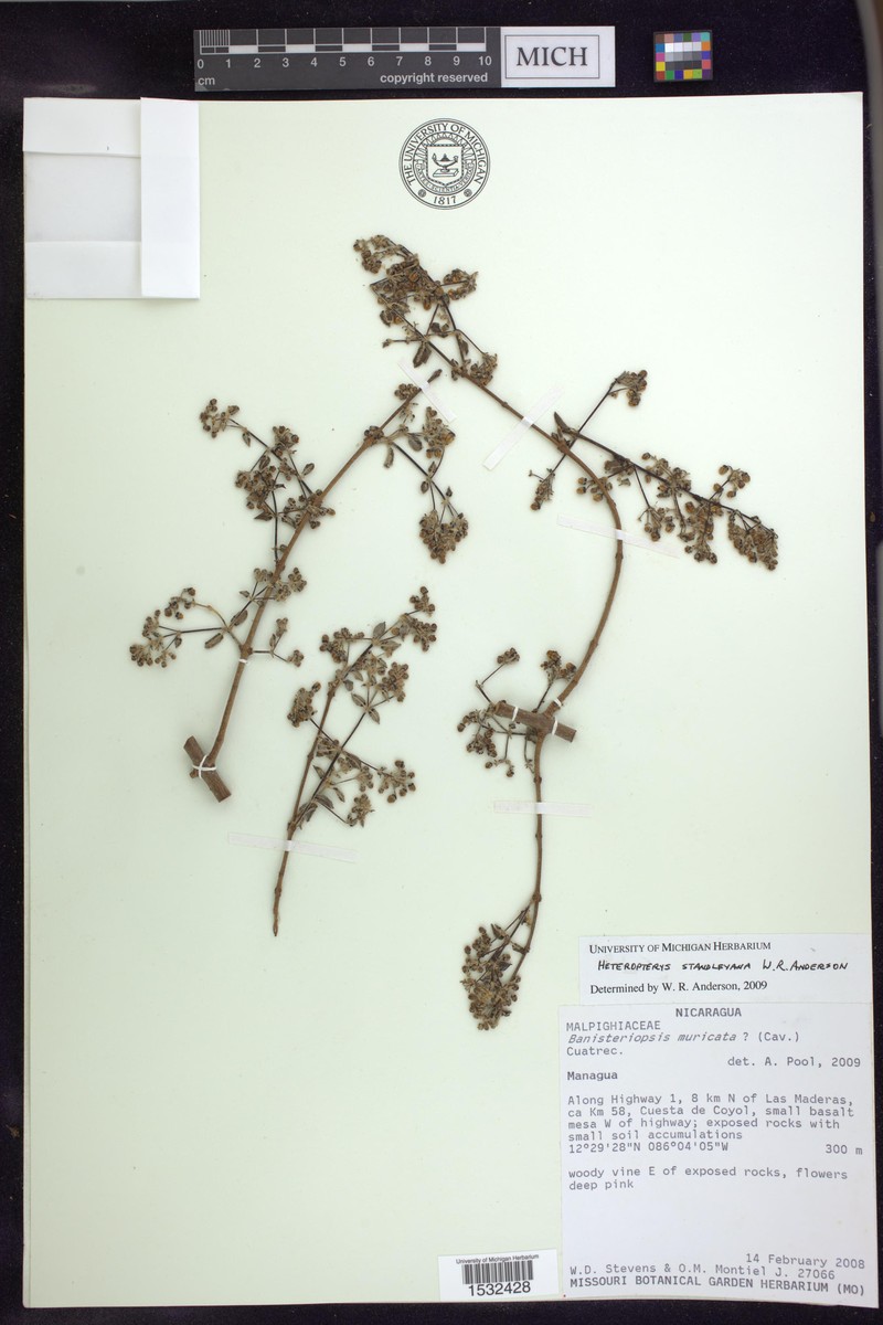 Heteropterys standleyana photo 4