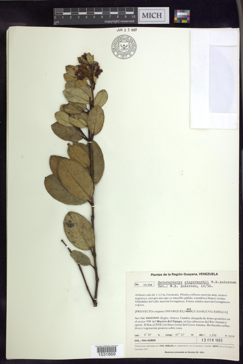 Heteropterys steyermarkii