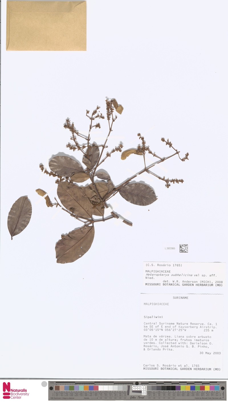 Heteropterys subhelicina