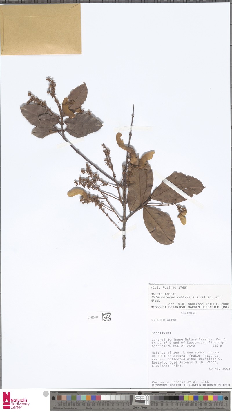 Heteropterys subhelicina photo 2