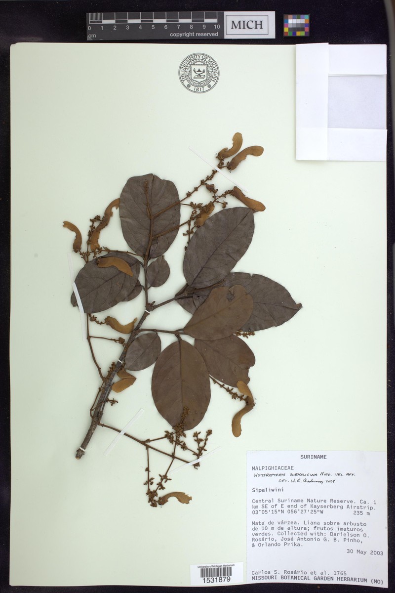 Heteropterys subhelicina photo 3