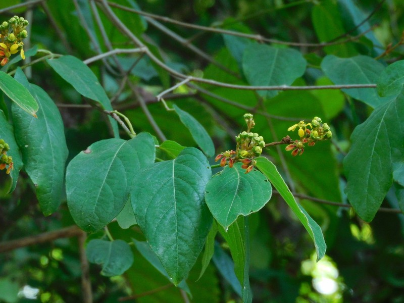Heteropterys sylvatica photo 2