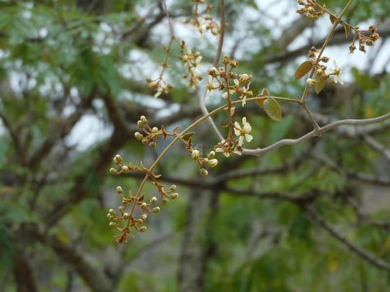 Heteropterys sylvatica photo 3