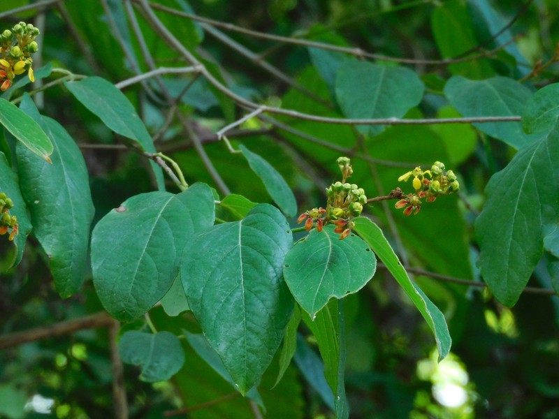Heteropterys sylvatica photo 4