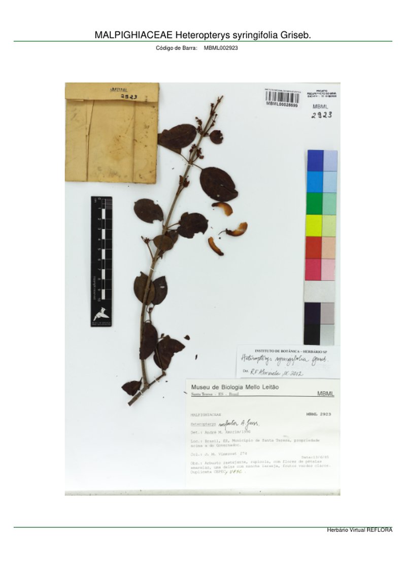 Heteropterys syringifolia