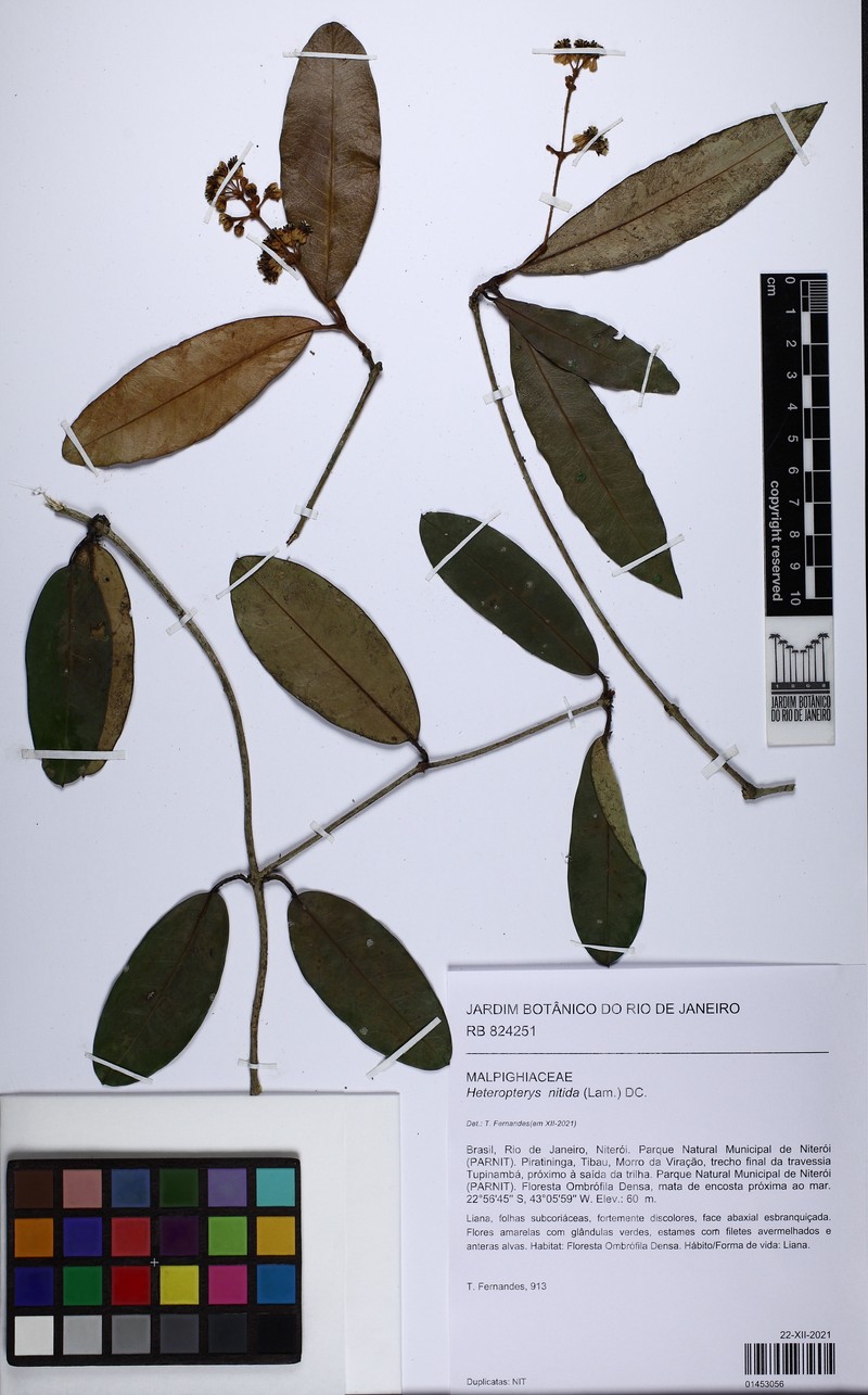 Heteropterys ternstroemiifolia