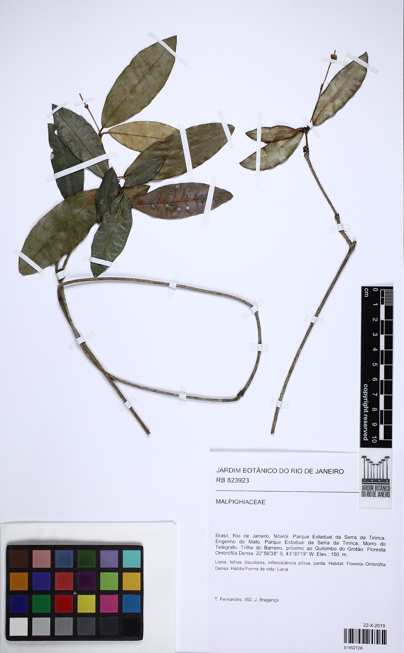 Heteropterys ternstroemiifolia photo 2