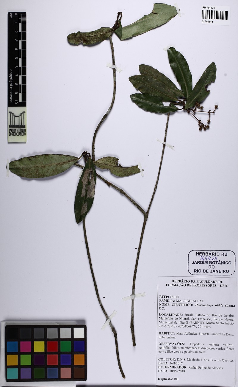 Heteropterys ternstroemiifolia photo 3