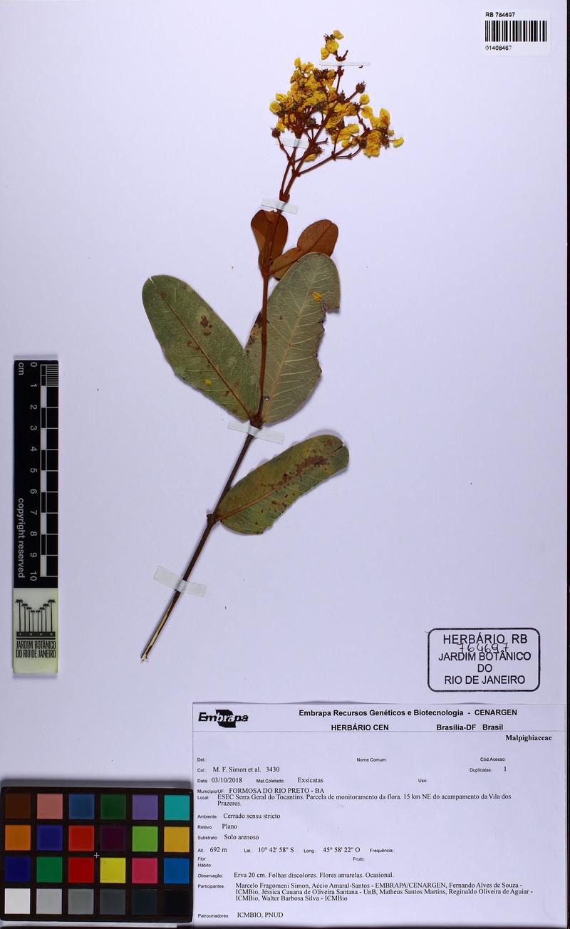 Heteropterys tocantinensis