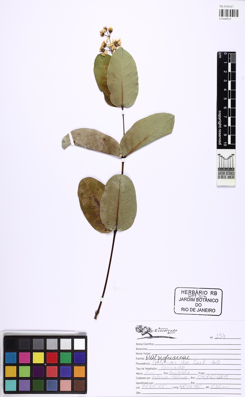 Heteropterys tocantinensis photo 2