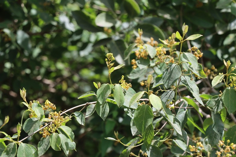 Heteropterys tomentosa