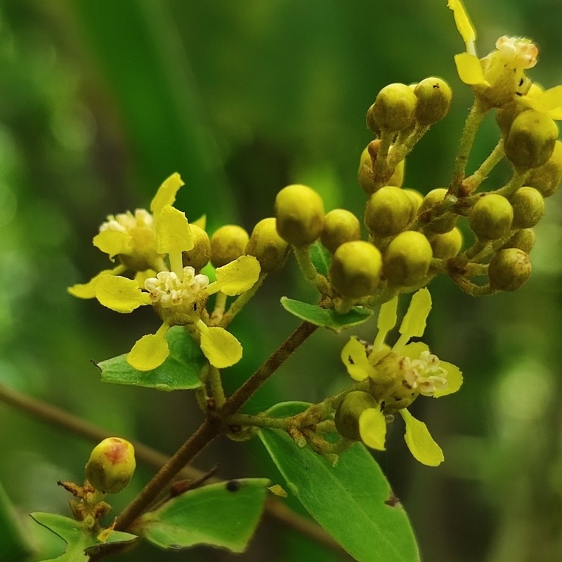 Heteropterys tomentosa photo 2