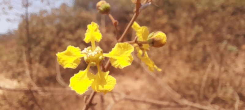 Heteropterys tomentosa photo 3