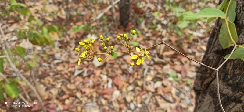Heteropterys tomentosa photo 4