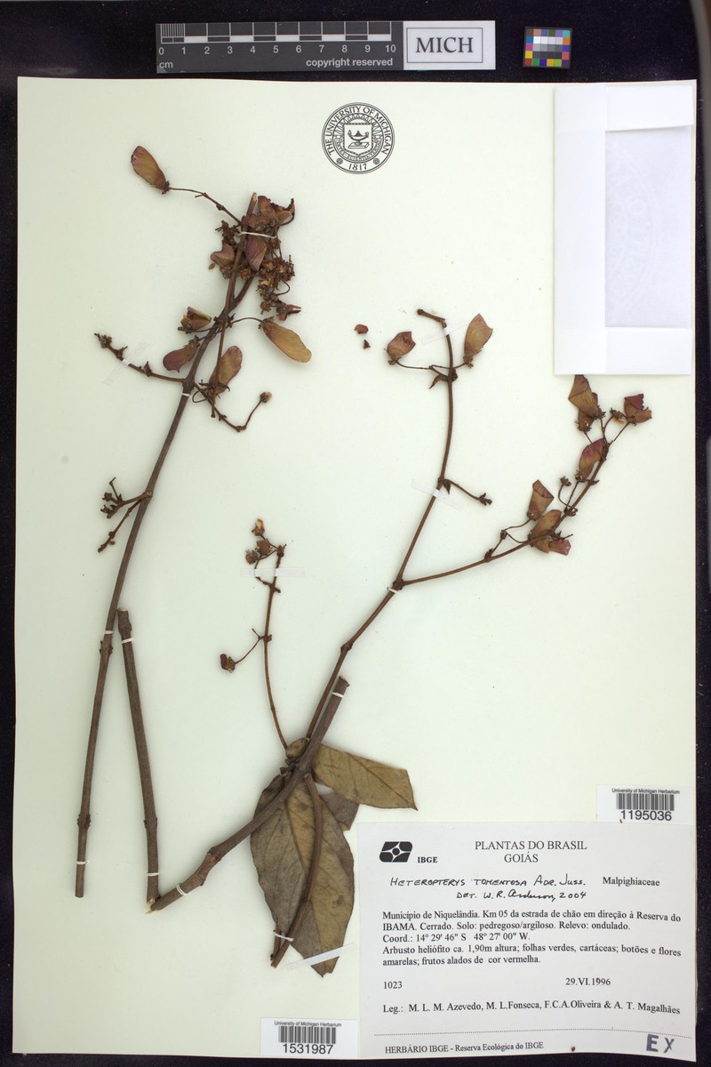Heteropterys tomentosa photo 5