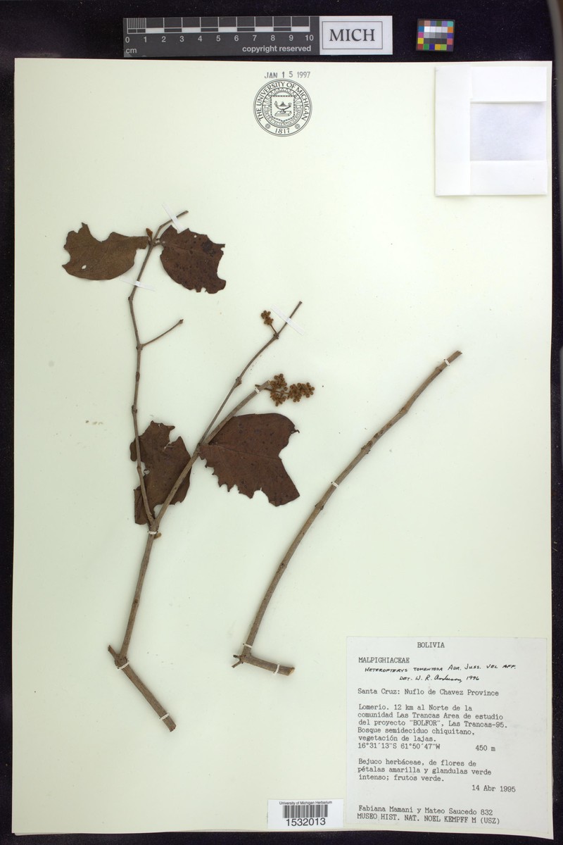 Heteropterys tomentosa photo 6