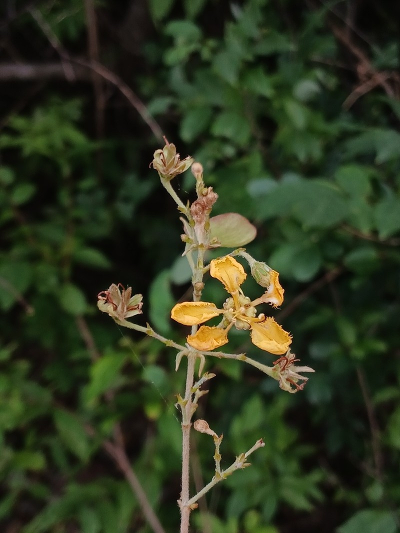 Heteropterys trichanthera photo 2