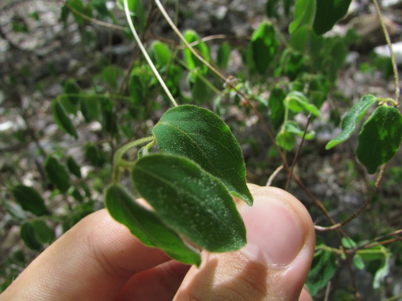 Heteropterys trichanthera photo 3