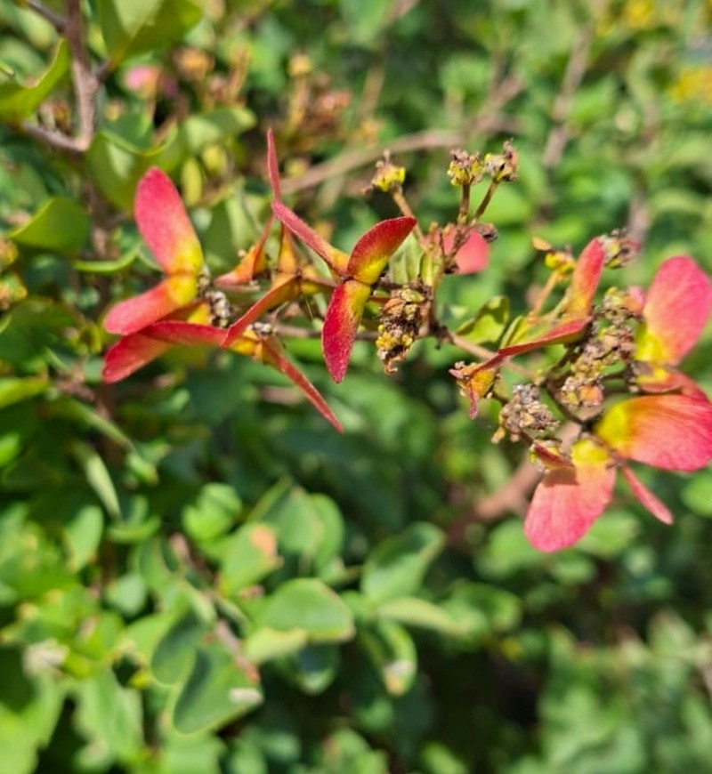 Heteropterys trichanthera photo 4