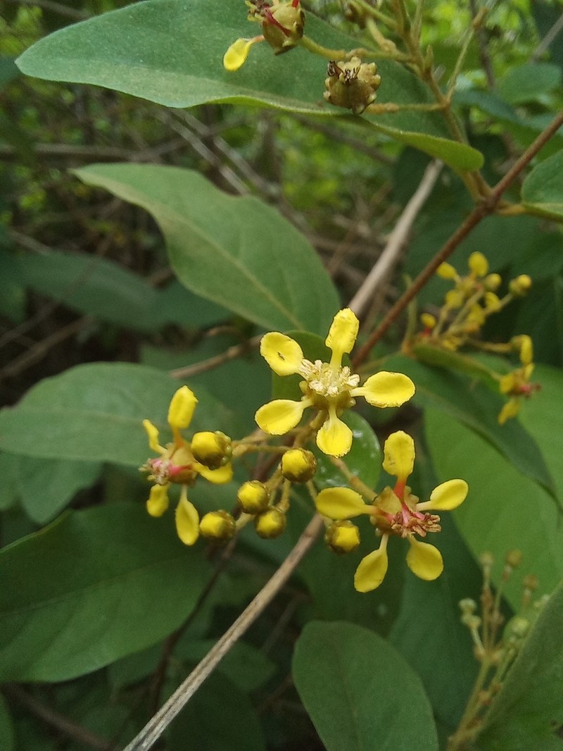 Heteropterys trichanthera photo 5