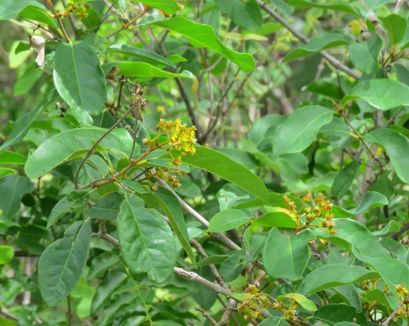 Heteropterys trichanthera photo 8