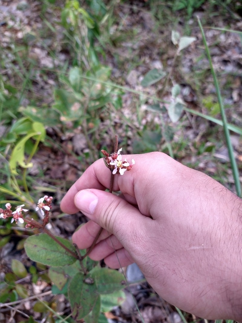 Heteropterys trigoniifolia