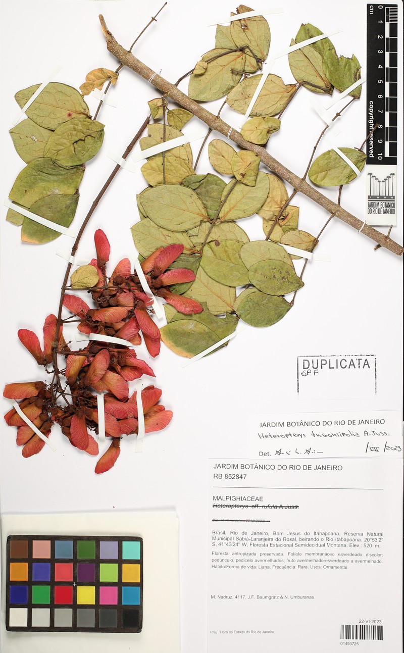 Heteropterys trigoniifolia photo 2