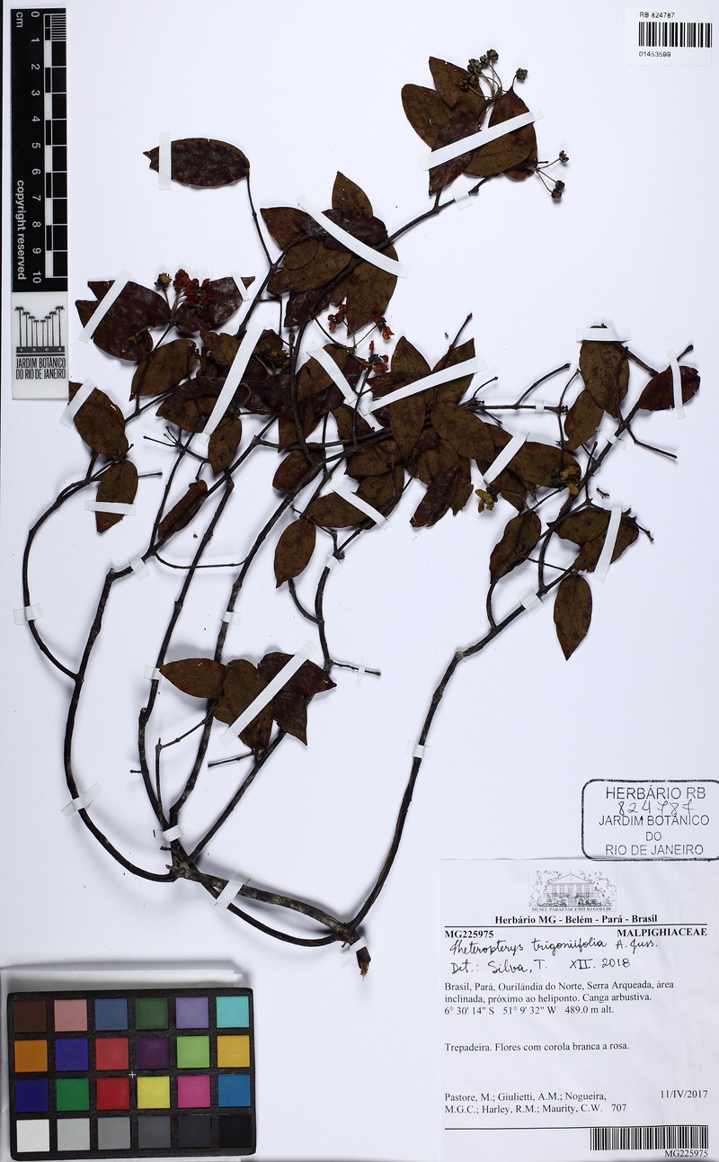 Heteropterys trigoniifolia photo 3