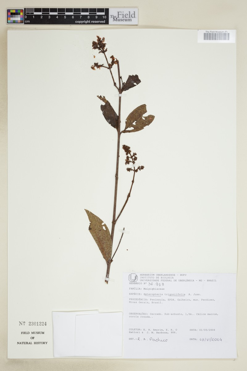 Heteropterys trigoniifolia photo 4