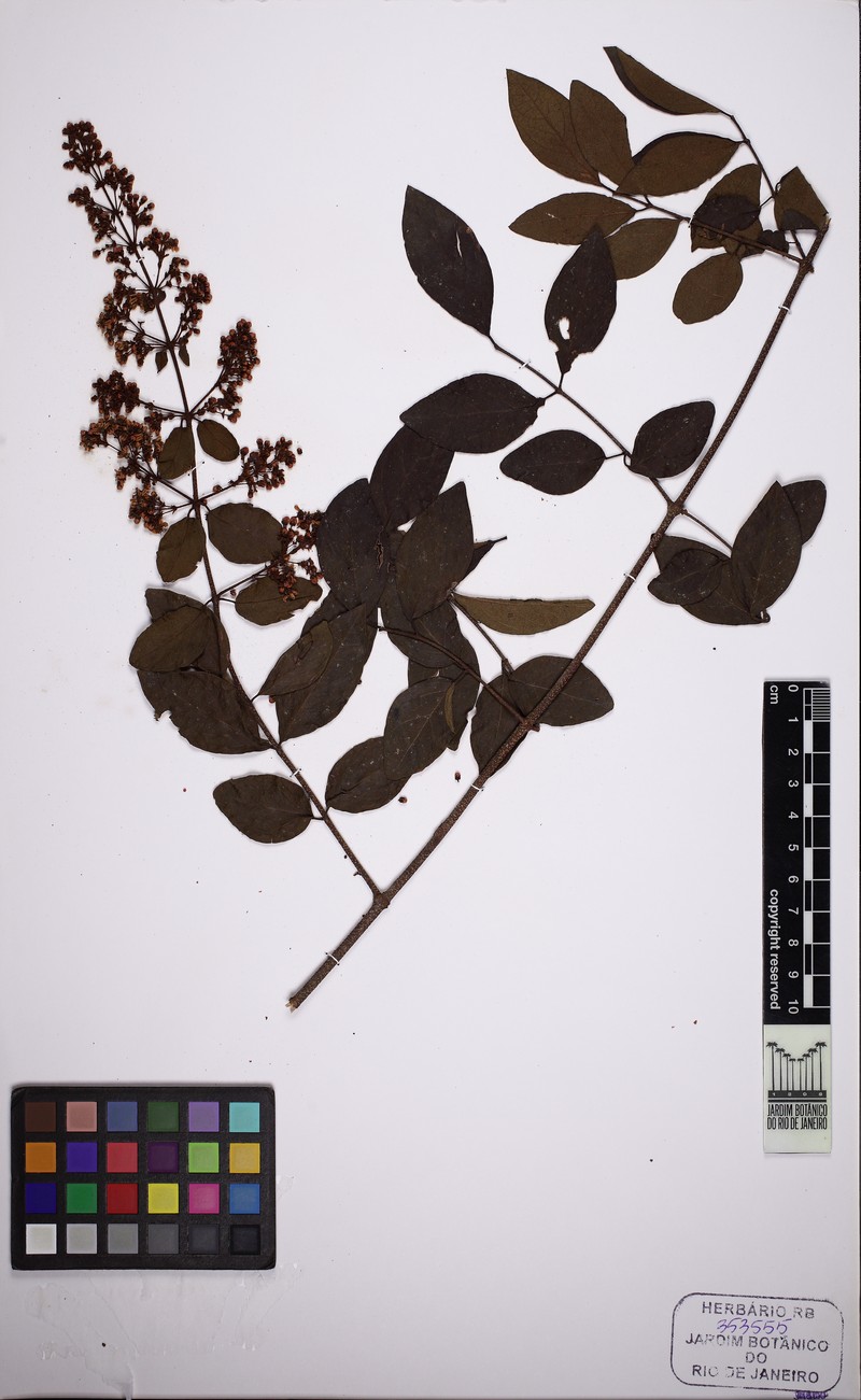 Heteropterys trigoniifolia photo 5