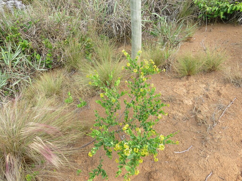 Heteropterys umbellata photo 2