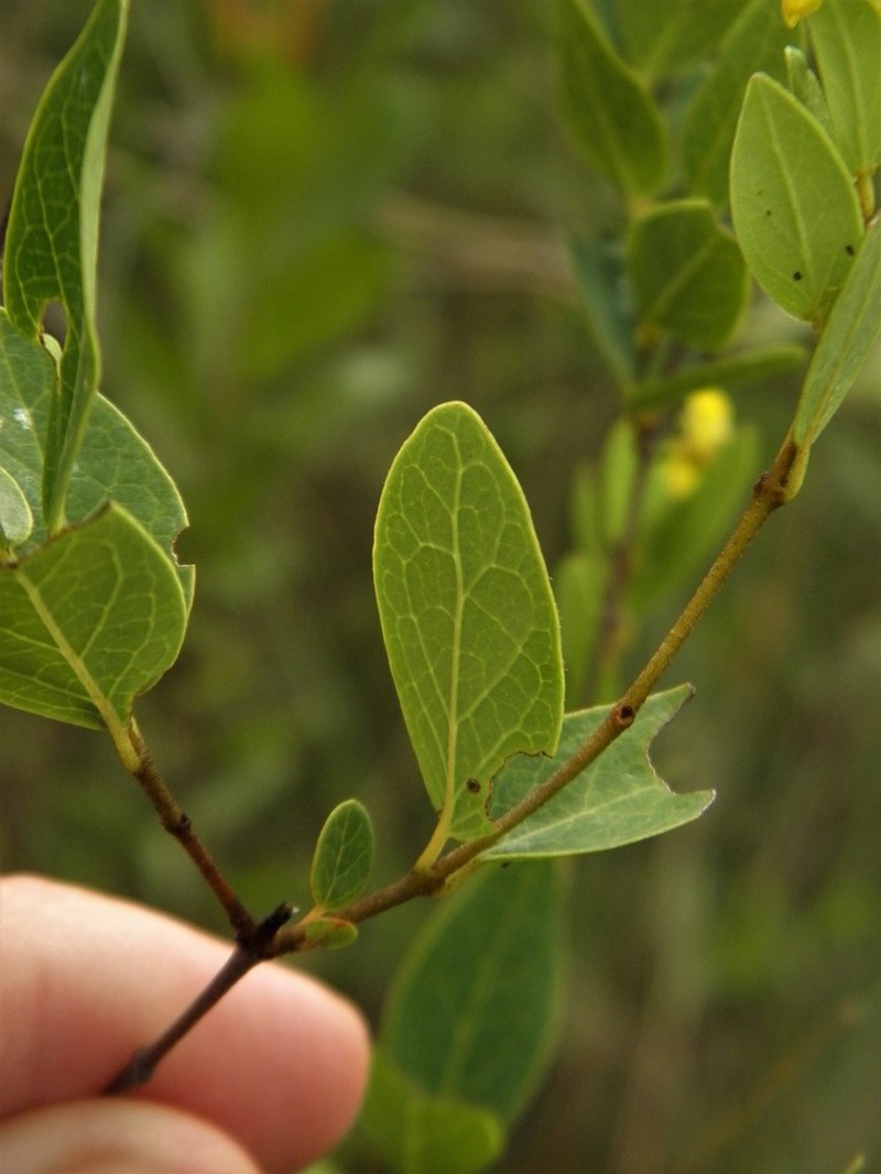 Heteropterys umbellata photo 3