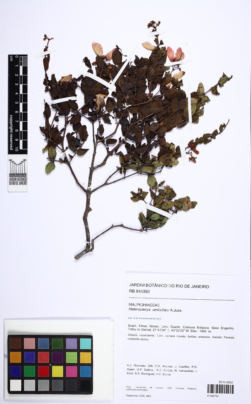 Heteropterys umbellata photo 4