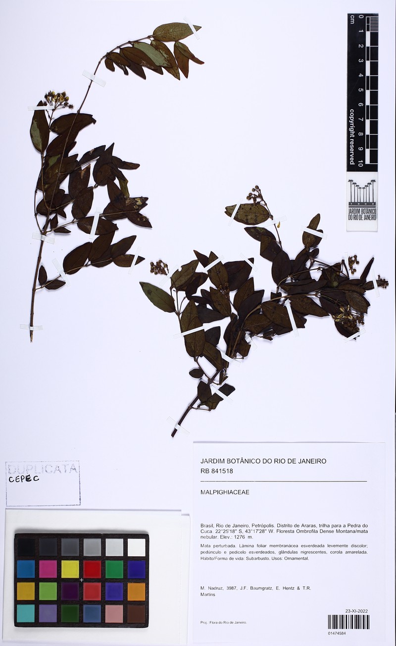 Heteropterys umbellata photo 5