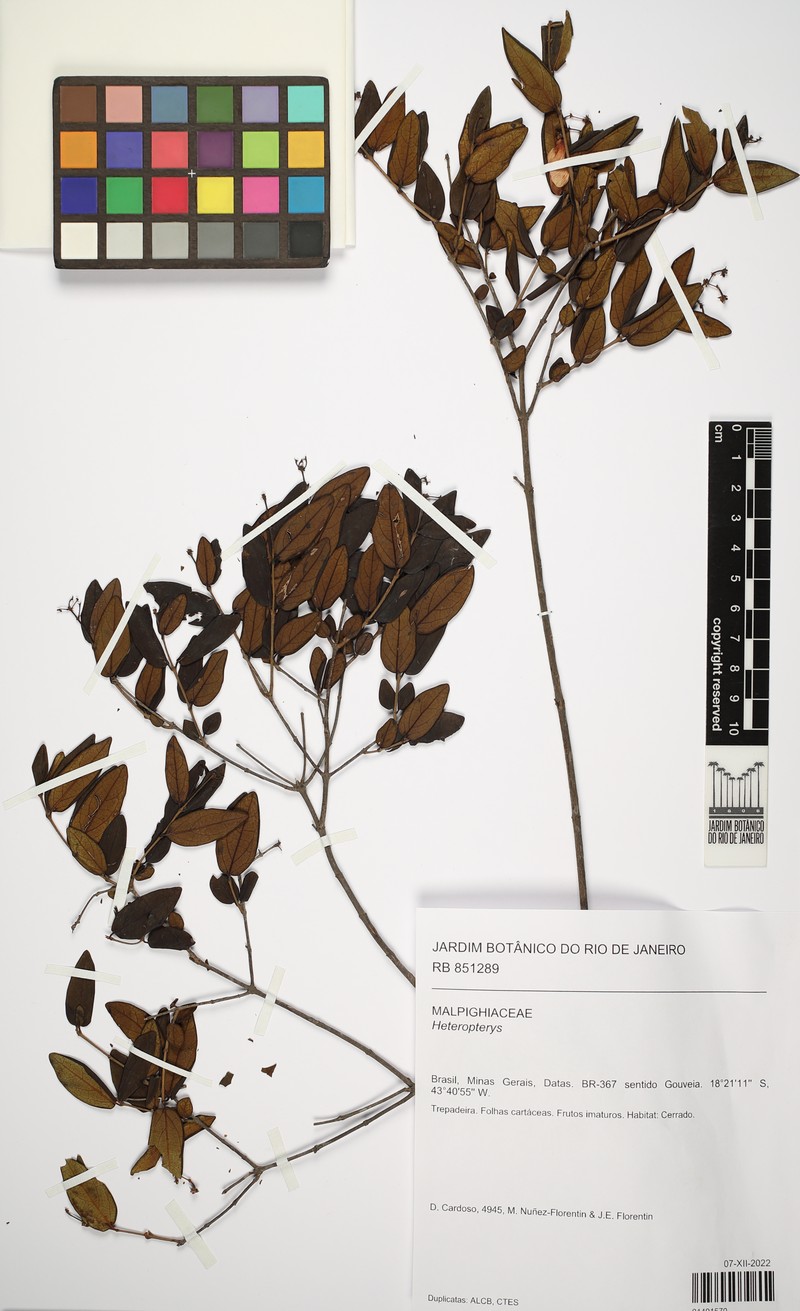 Heteropterys umbellata photo 6