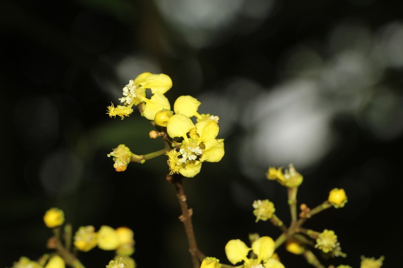 Heteropterys uribei