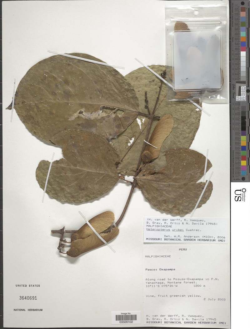 Heteropterys uribei photo 3