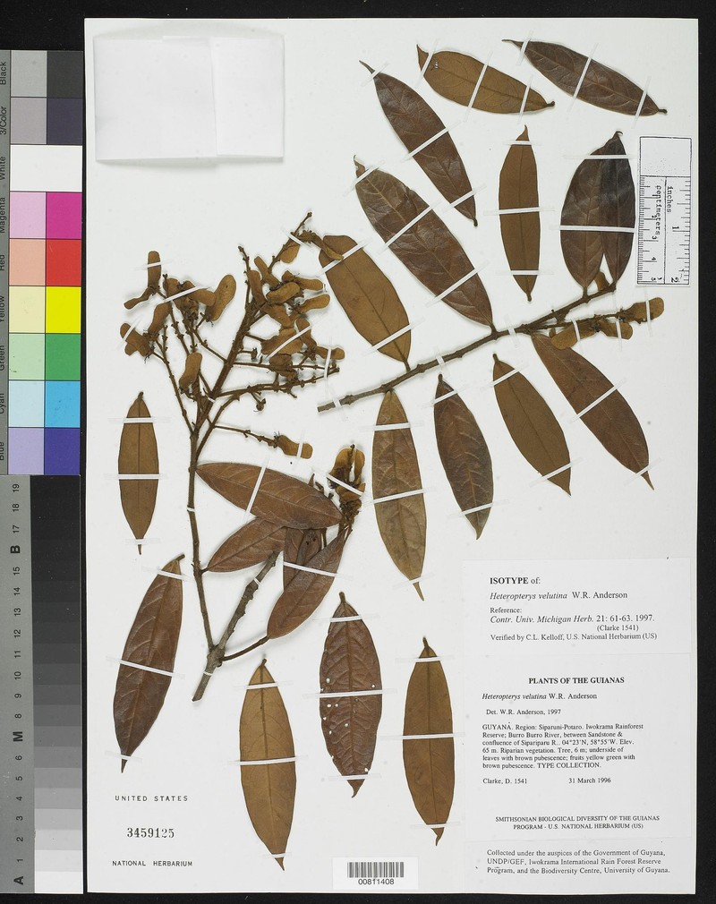 Heteropterys velutina