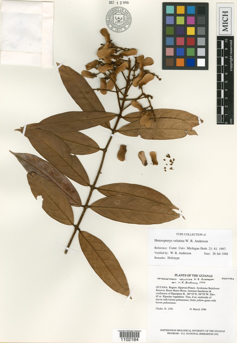 Heteropterys velutina photo 2