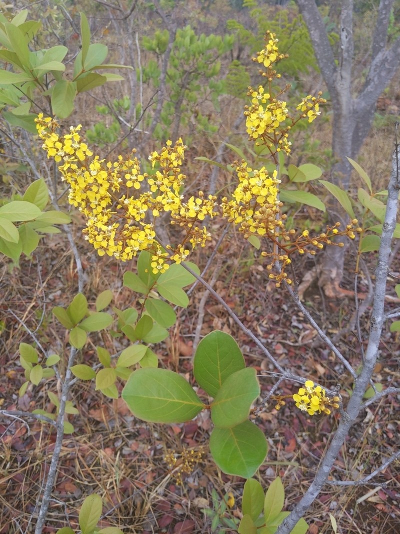 Heteropterys xanthophylla