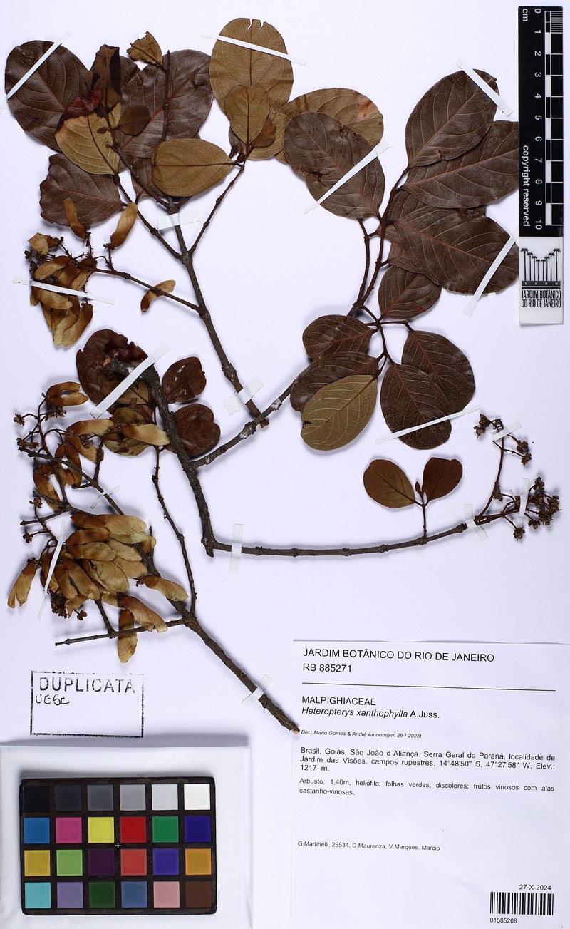 Heteropterys xanthophylla photo 2