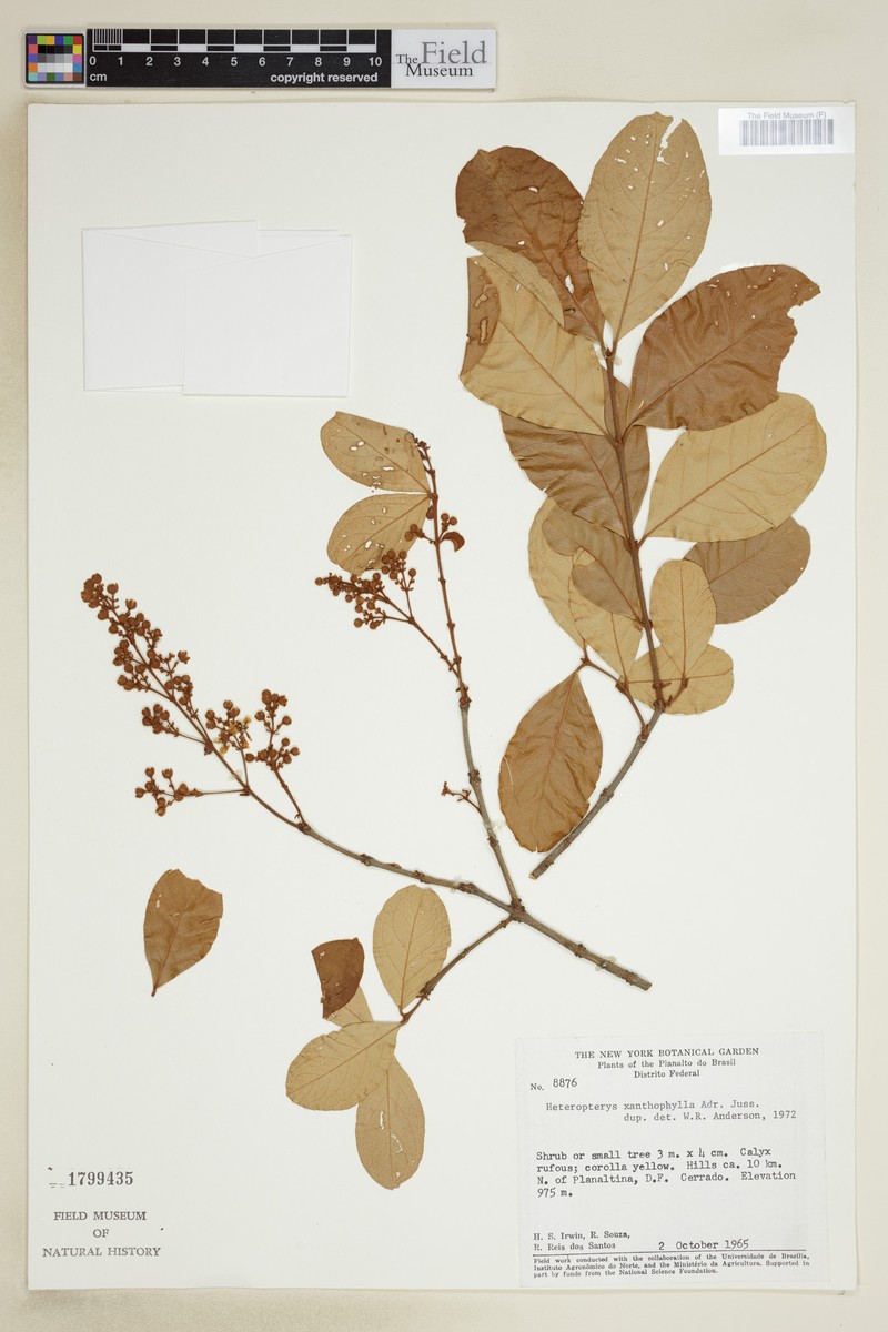 Heteropterys xanthophylla photo 3