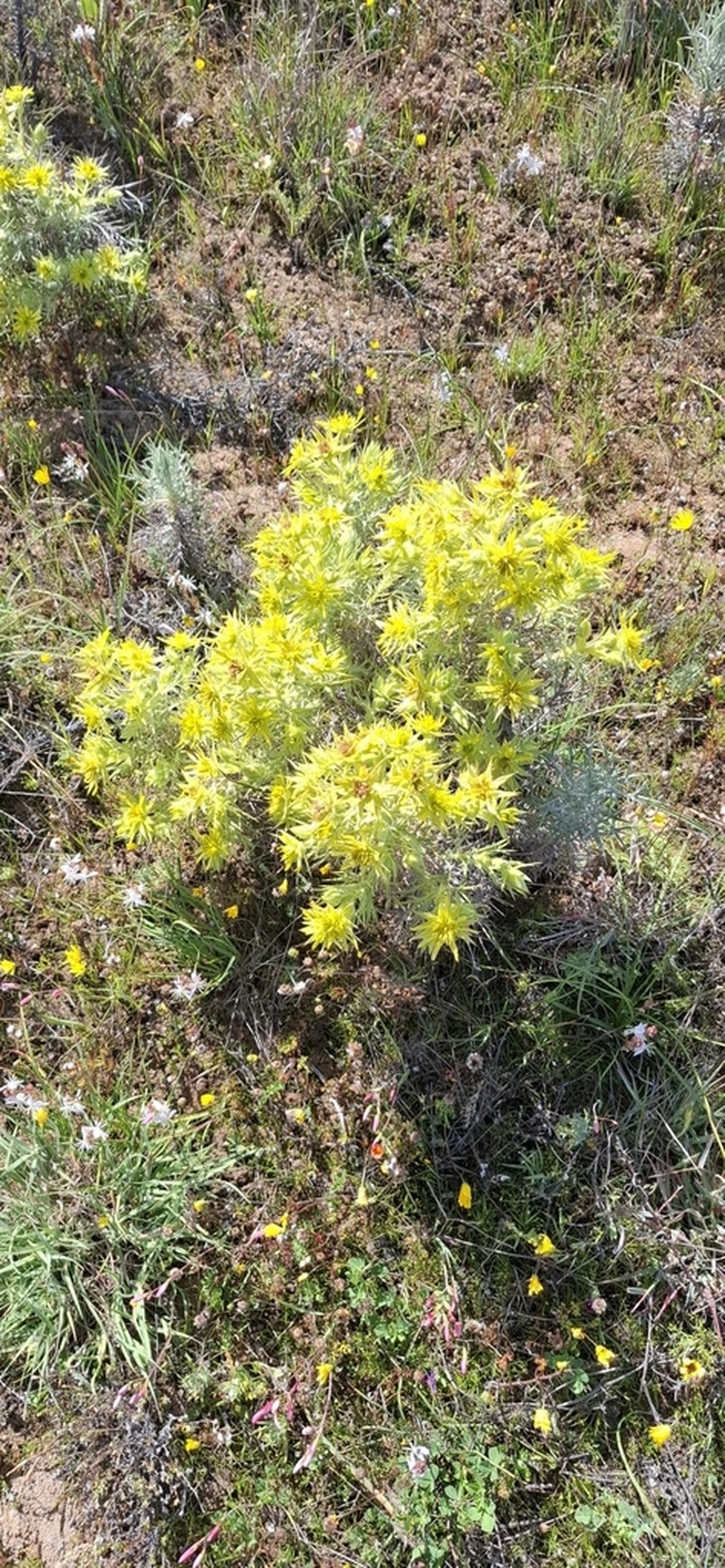 Heterorhachis aculeata