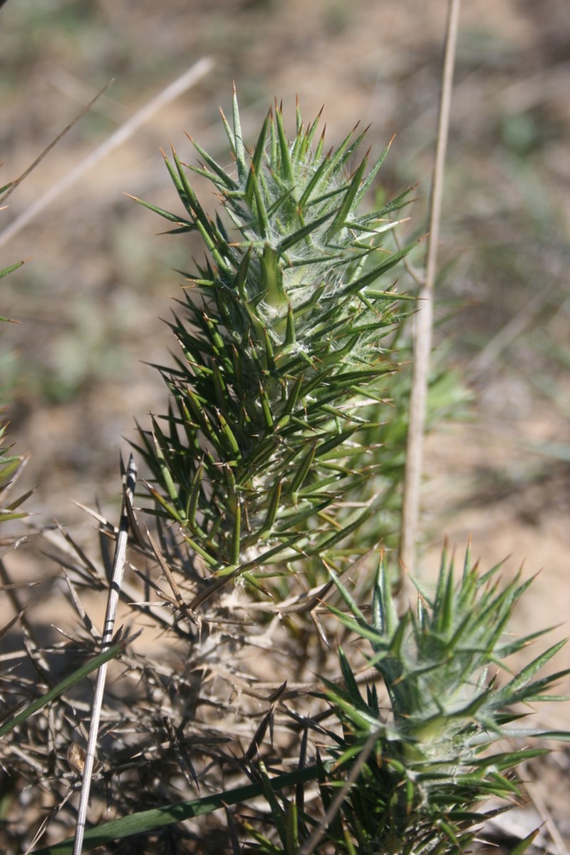 Heterorhachis aculeata photo 2