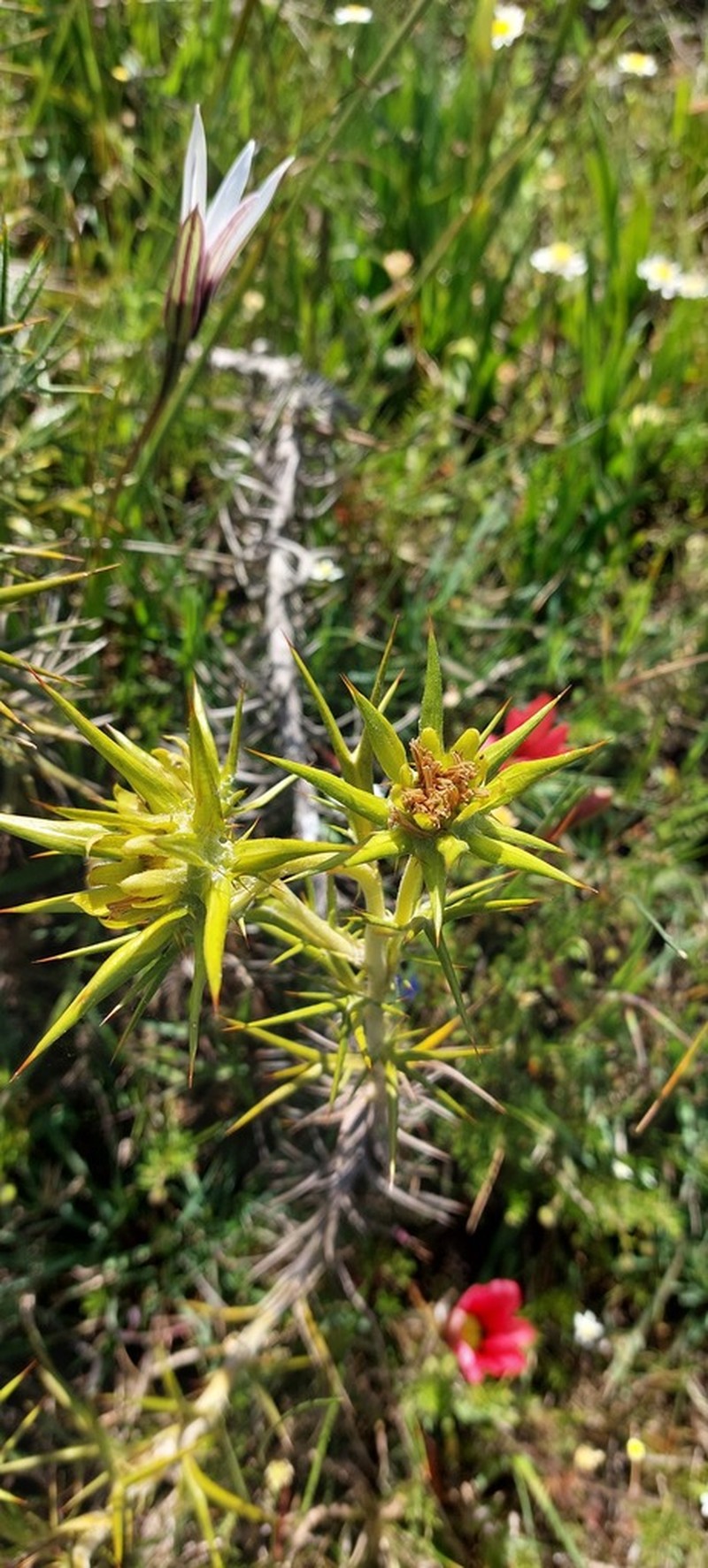 Heterorhachis aculeata photo 3