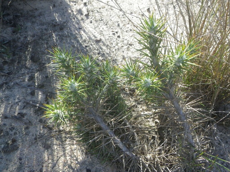 Heterorhachis aculeata photo 4