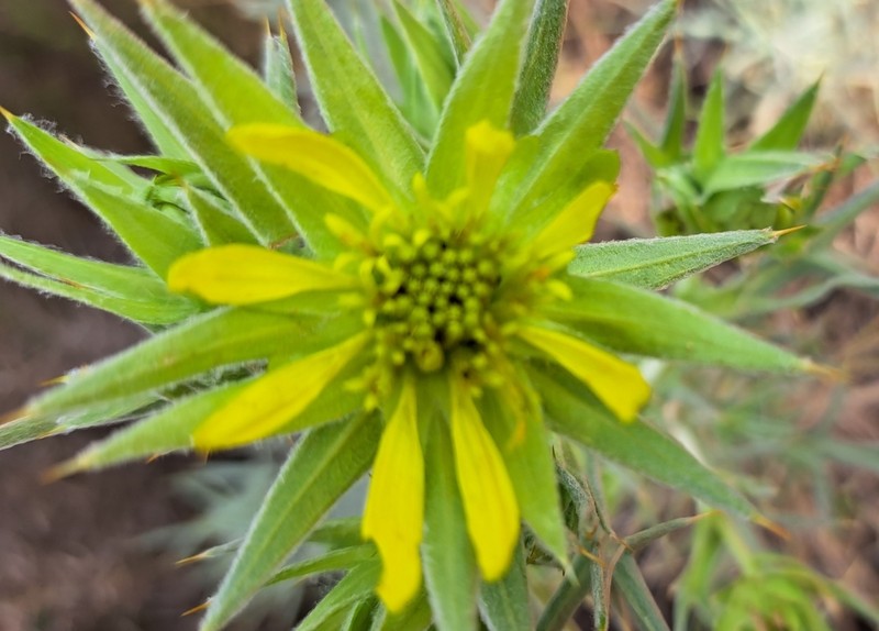 Heterorhachis aculeata photo 5